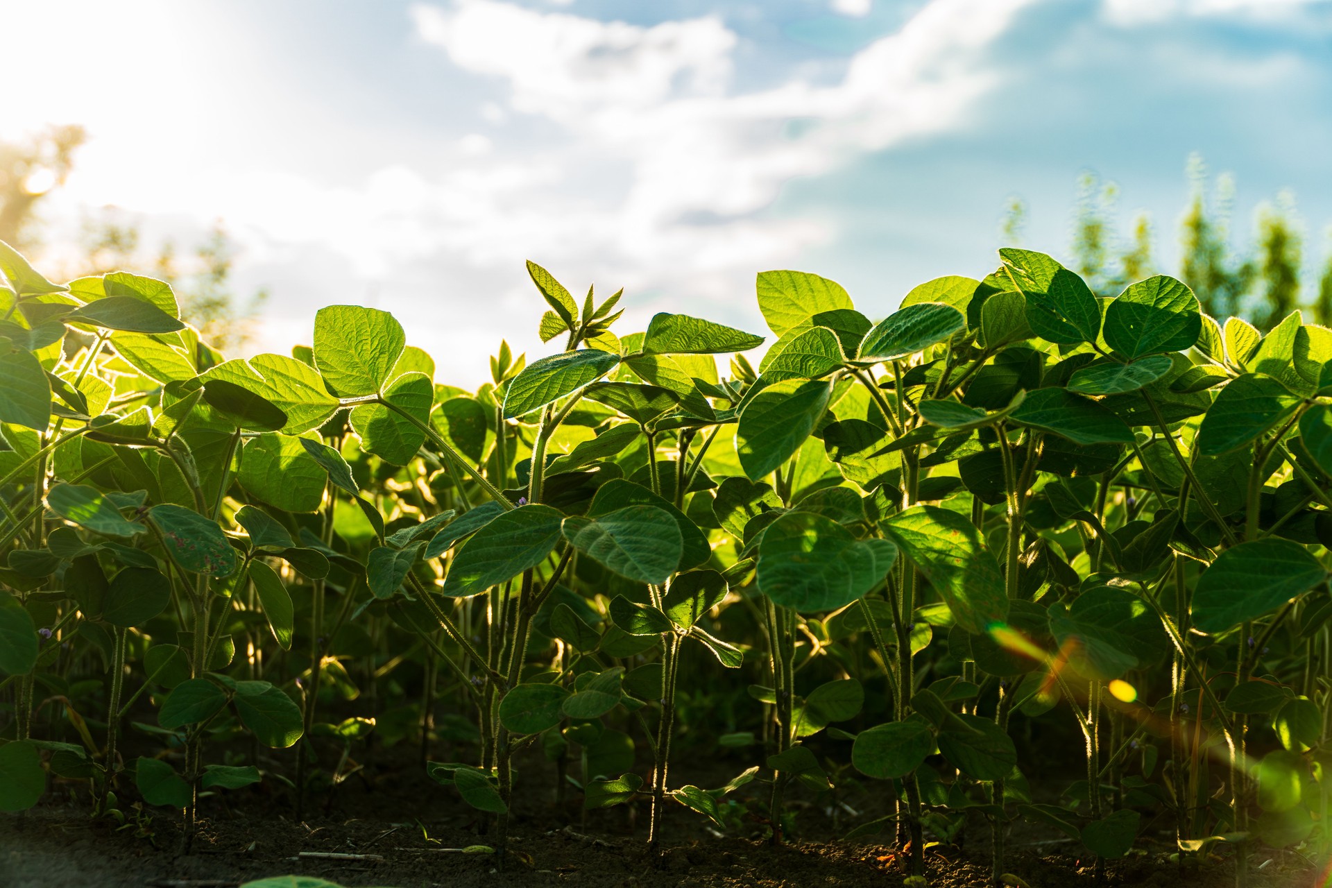 Plantas de soja recém-cultivadas prosperam em um campo verde vibrante, iluminado pela luz solar quente. A cena captura a beleza da natureza durante a hora dourada