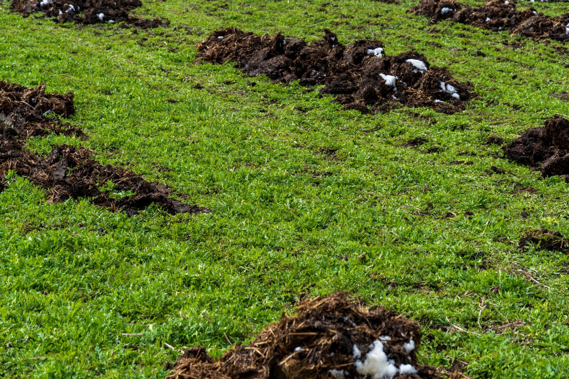 Fertilizando prado com adubo natural: prática agrícola para melhorar o crescimento da grama e a qualidade do solo para um ambiente saudável