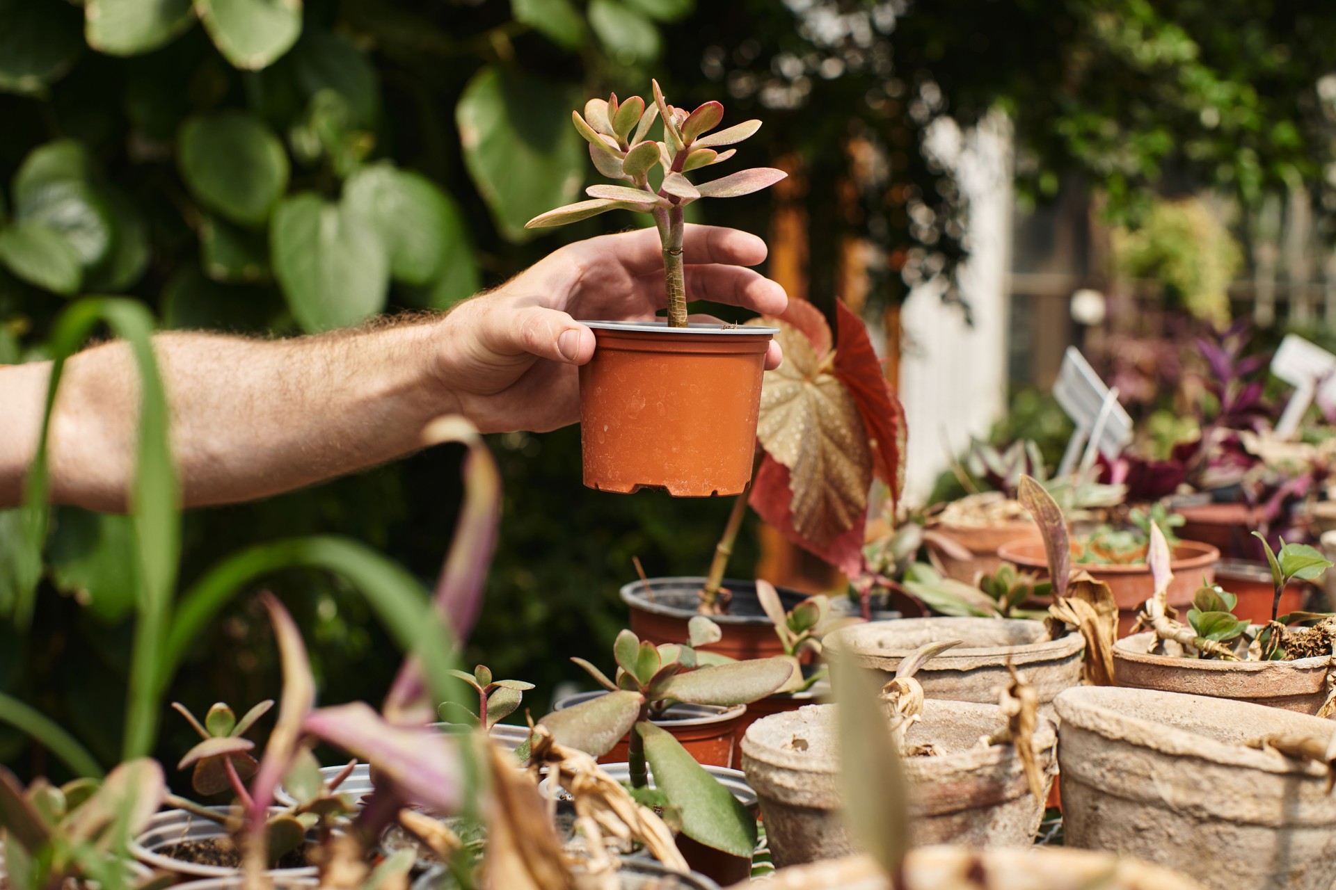Um jardineiro dedicado que nutre práticas sustentáveis entre plantas prósperas em uma estufa