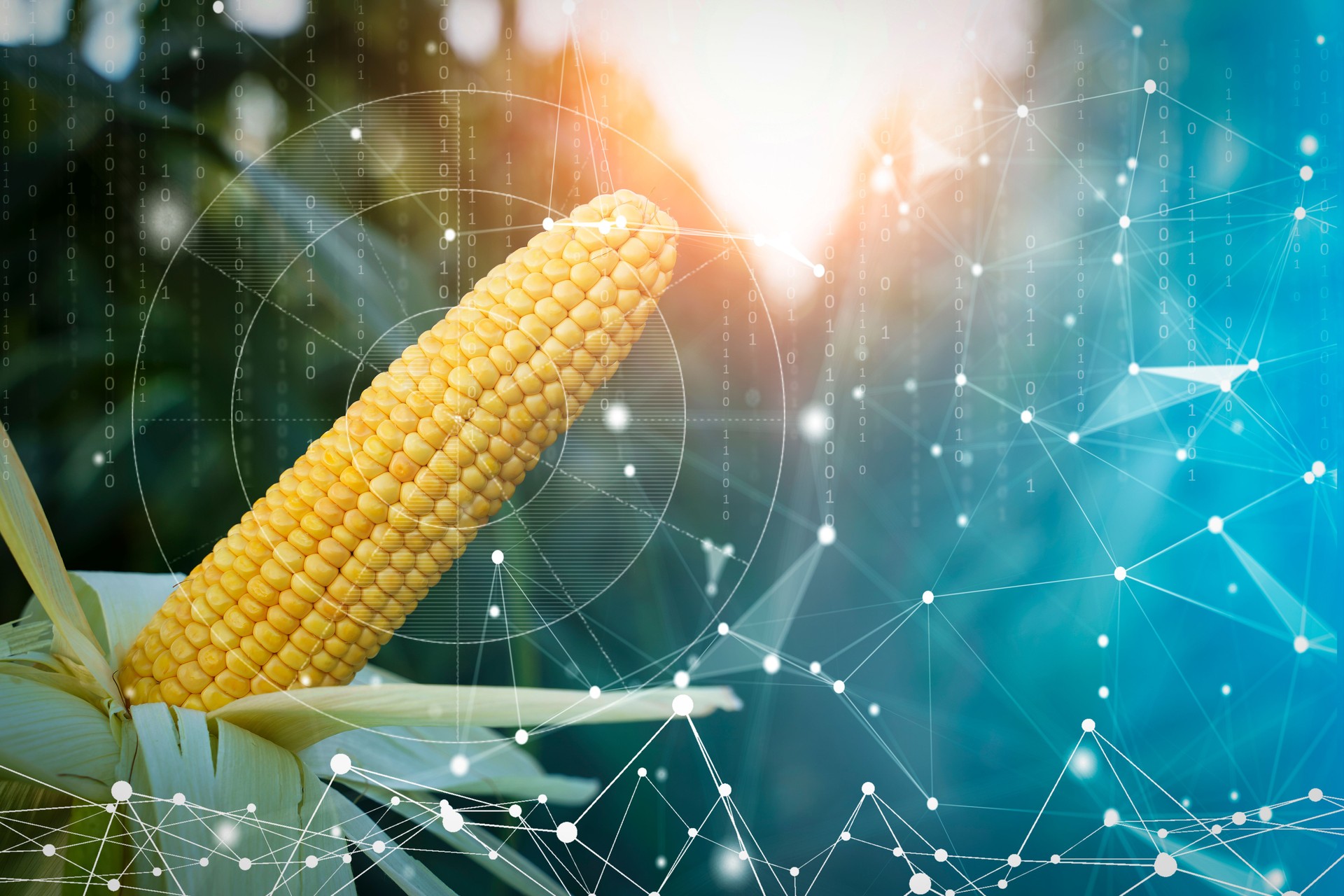 Tecnologias agrícolas na fazenda. Milho com dados holográficos biológicos e tecnologia analítica. Desenvolvimento agrícola, conceito de modernização do cultivo.