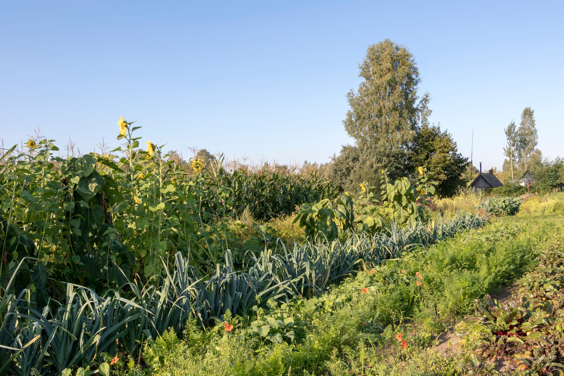 Horta orgânica, agricultura com princípios de jardinagem da permacultura no campo